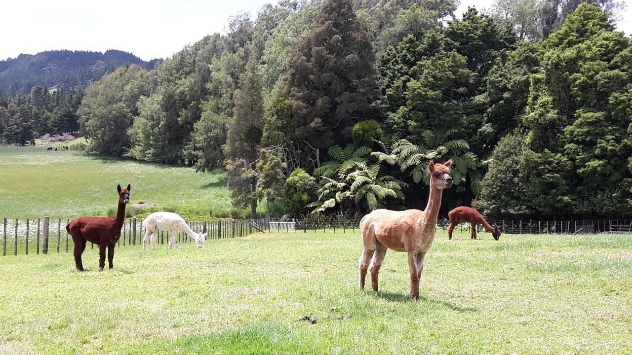 Vinegar Hill Bed and Breakfast Kauri Esterno foto